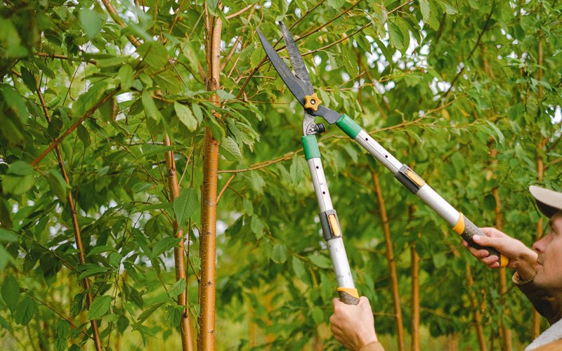 Tree trimming in Schenevus, NY